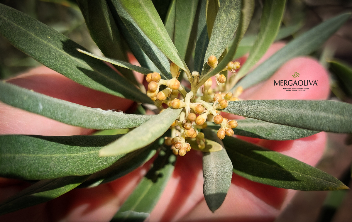 Trama abortada flor olivo